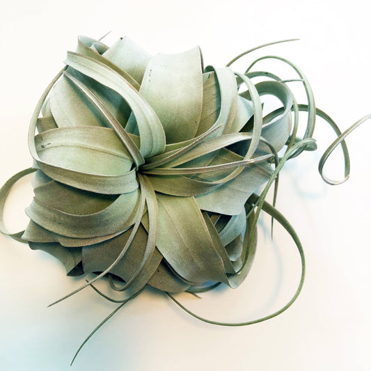 Tillandsia Xerographica - Large Air Plant: Small (5")
