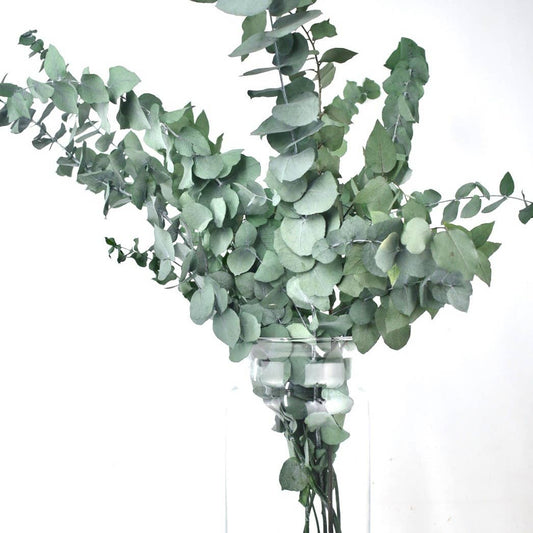 Dried Eucalyptus